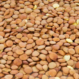 Lentille blonde BIO