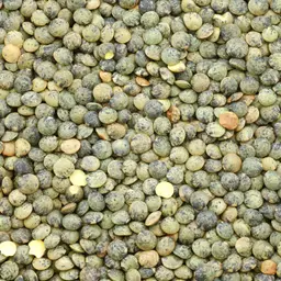 Lentille verte BIO
