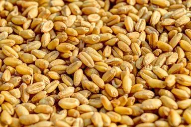 Blé Meunier 12% Prot