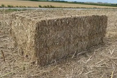 Paille de colza