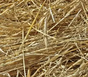 Paille d'orge