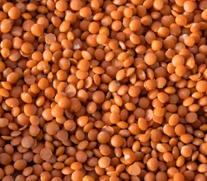 Lentilles Corail