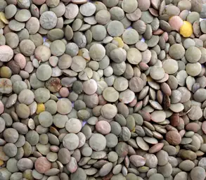 Lentilles Vertes