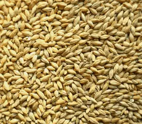Orge De Brasserie - Faro - Calibrée 70 % Mini