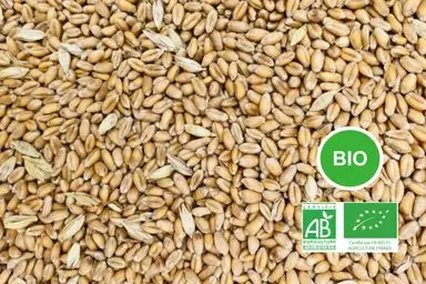 Blé meunier 12% Bio