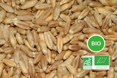 Triticale Bio