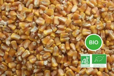 Mais grain Bio