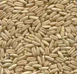 Avoine nue BIO
