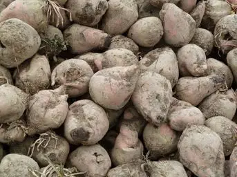 Betteraves Fourragères