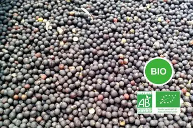 Colza Bio