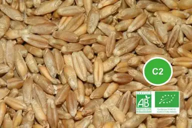 Triticale C2
