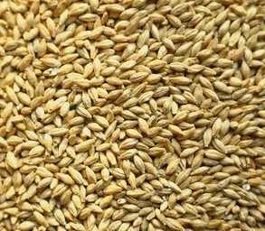 Orge De Brasserie - Faro - Calibrée 70 % Mini