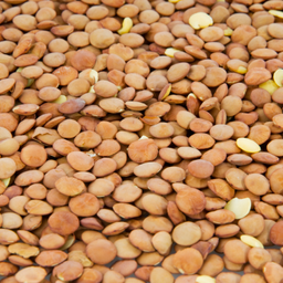 Lentille blonde BIO