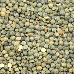 Lentille verte BIO