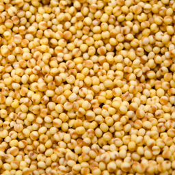 Millet BIO