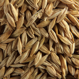 Orge brasserie obp BIO