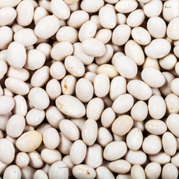 Haricot blanc BIO