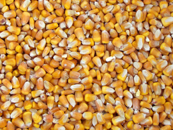 Farine basse de maïs