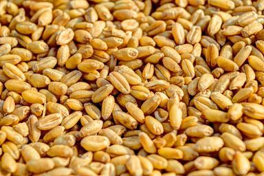 Blé Meunier 12% Prot