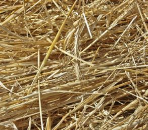 Paille d'orge