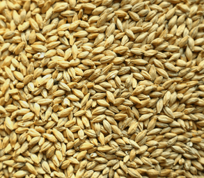 Orge De Brasserie - Planet - Calibrée 70 % Mini