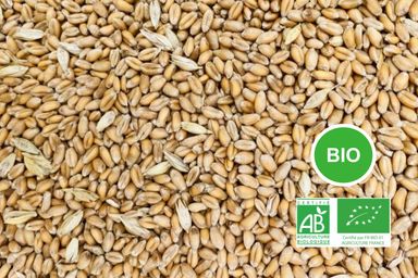 Blé meunier 11% Bio