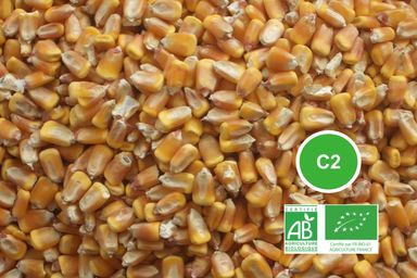 Mais grain C2