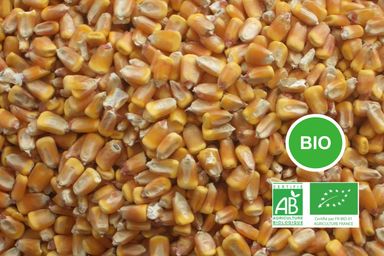 Mais grain Bio